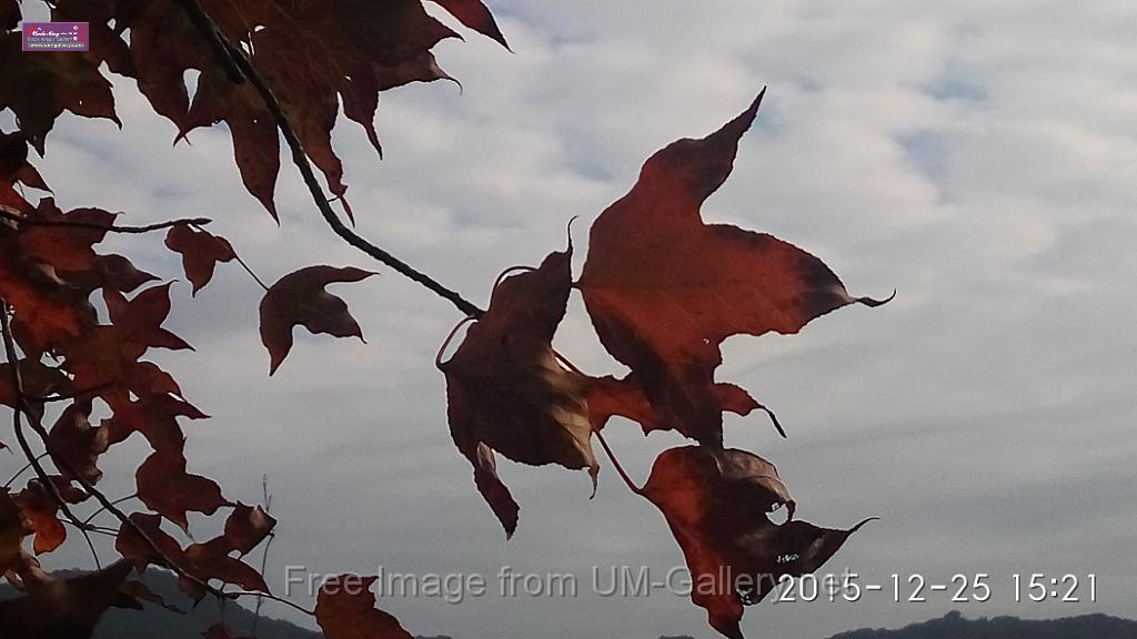 20151225red leaves-IMG_152157.jpg